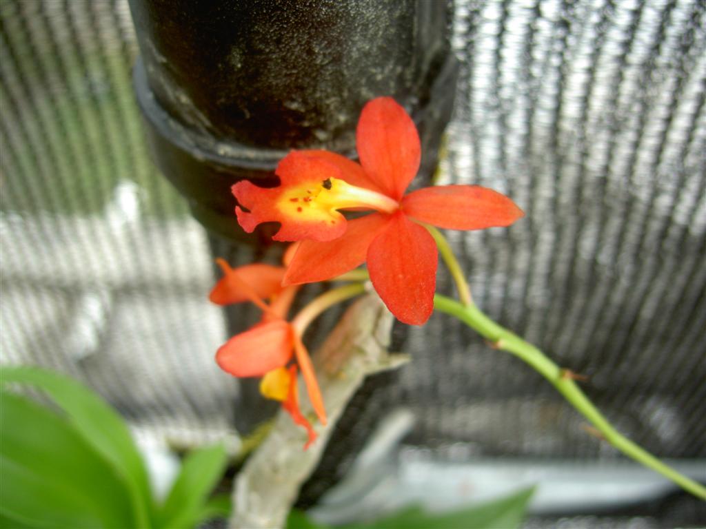 Epidendrum xxx